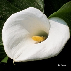 Zantedeschia aethiopica