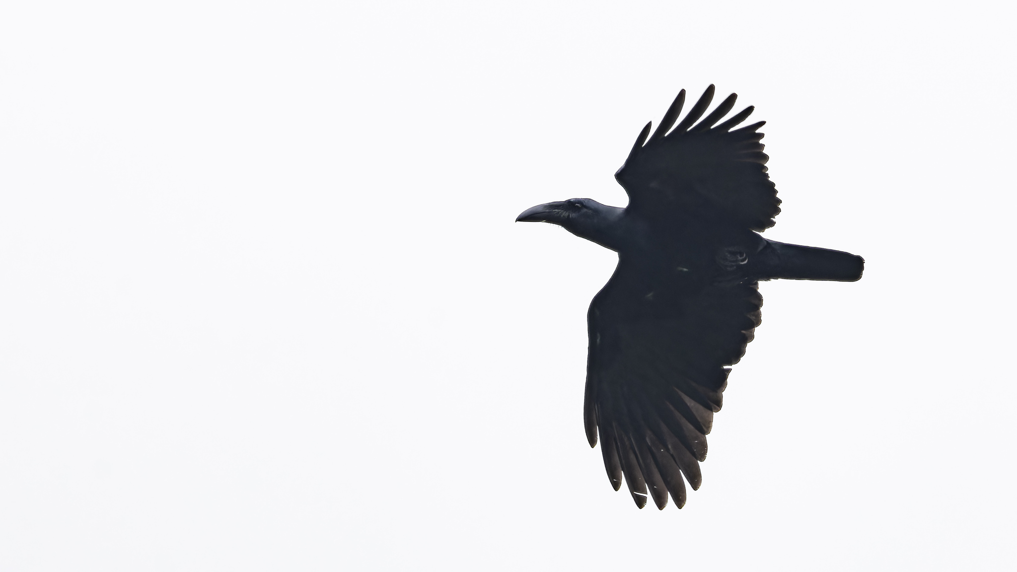 Bougainville Crow illustration