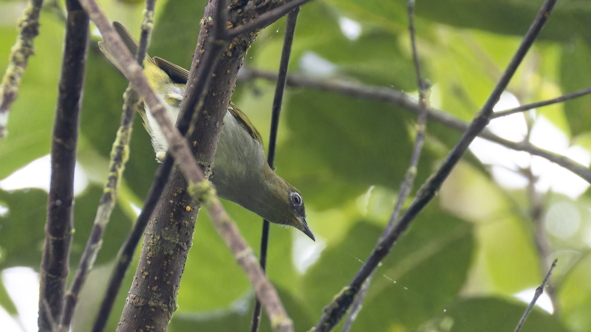 Bougainville White-eye illustration