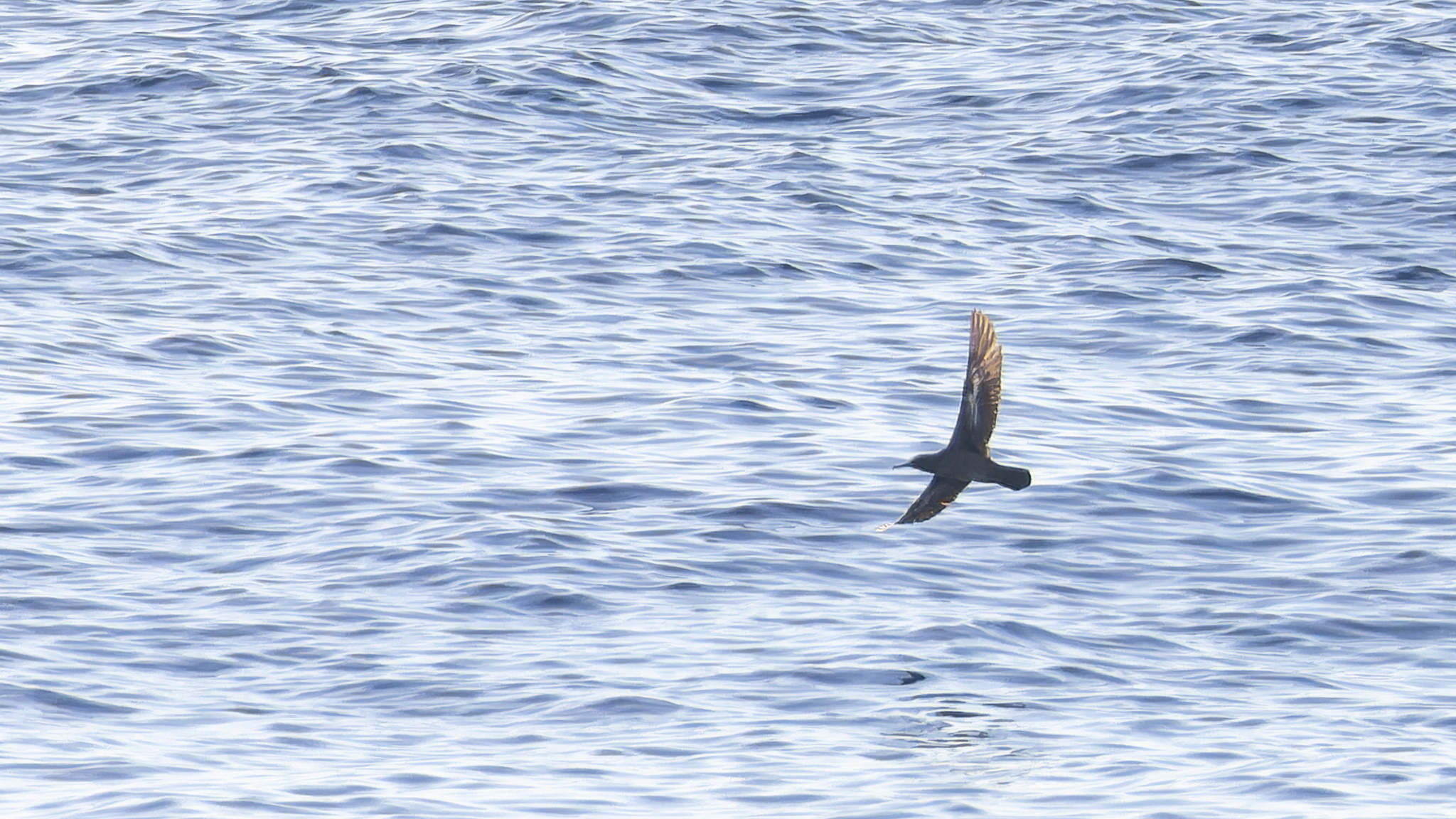 Heinroth's Shearwater illustration