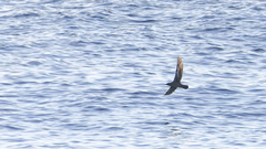 Heinroth's Shearwater photo 1