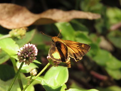 Hesperiidae