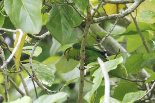 Charmosyna placentis observed 2025-03-27