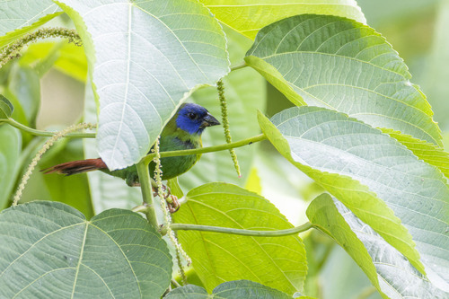 Erythrura trichroa observed 2025-03-29
