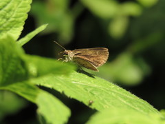 Hesperiidae