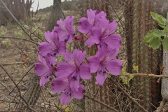 Alstroemeria violacea