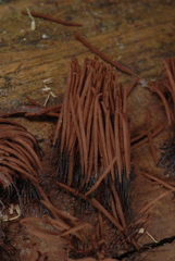 Stemonitis axifera