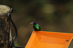 Chrysuronia grayi