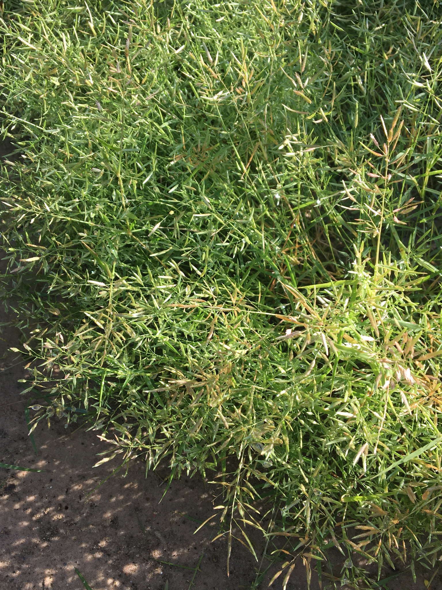 Eragrostis hypnoides