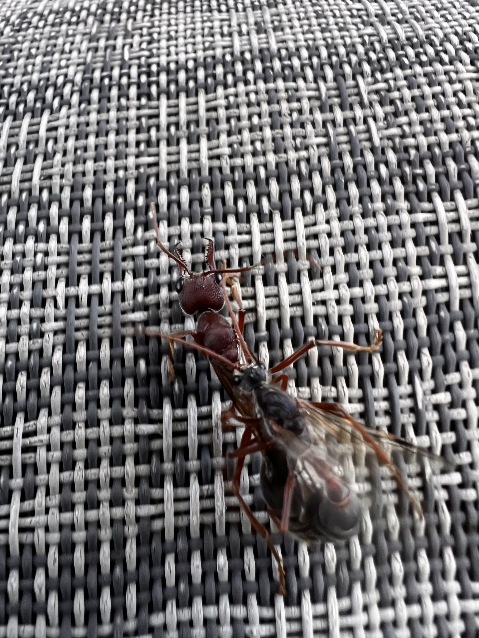 Myrmecia erecta
