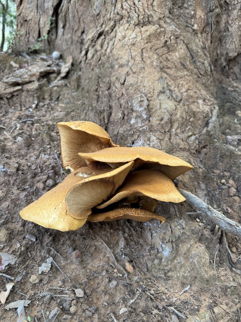 Gymnopilus junonius · April 2025 · photo: © sunshiney_tyler (iNaturalist, cc-by)