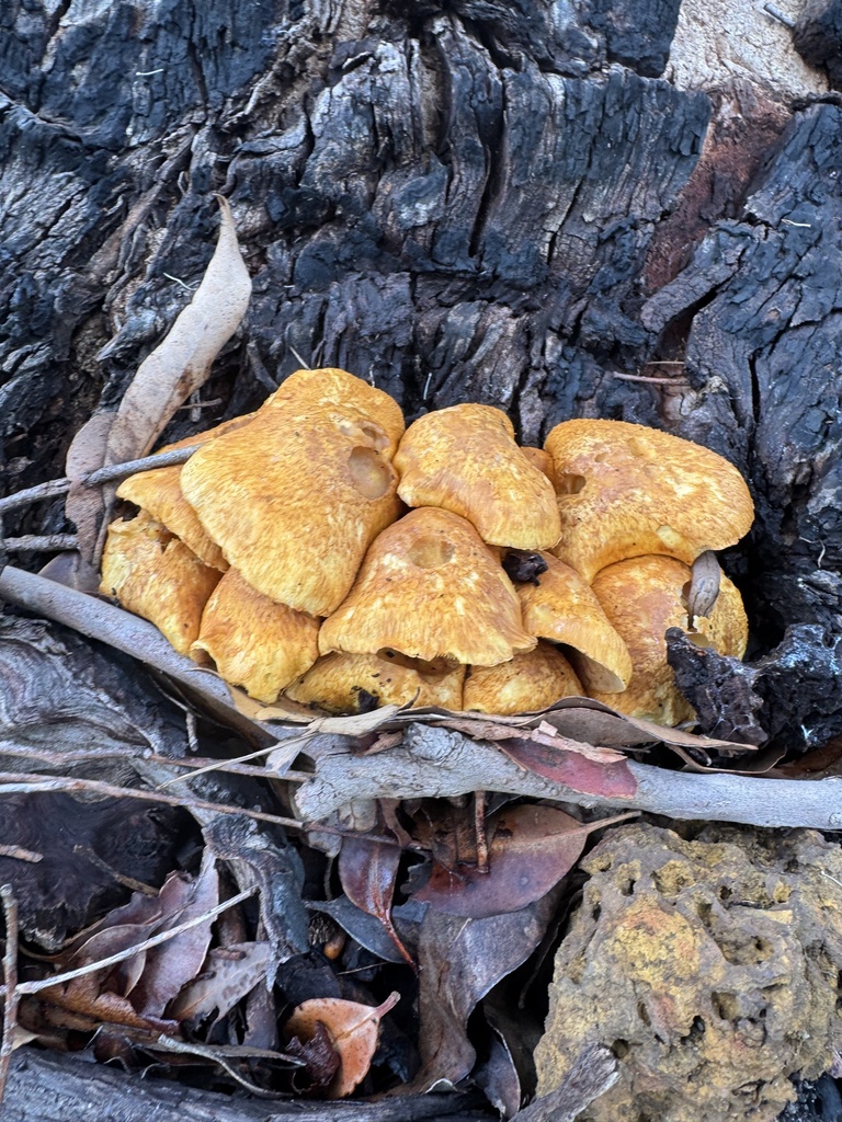 Gymnopilus junonius · April 2025 · photo: © sunshiney_tyler (iNaturalist, cc-by)