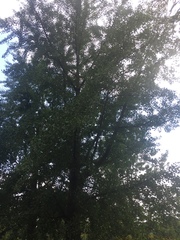 Ginkgo biloba