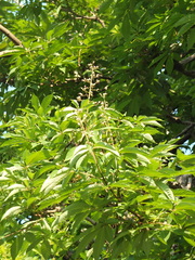 Aesculus indica