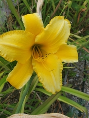 Hemerocallis