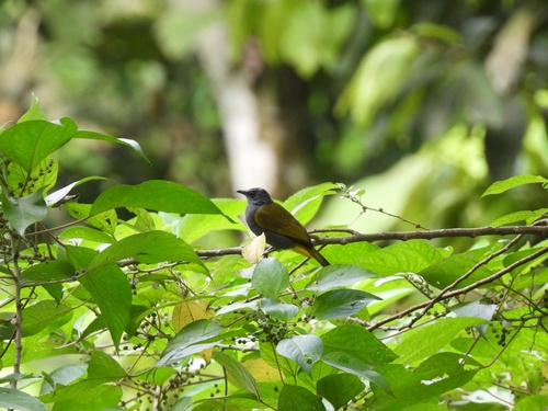 Grey-bellied Bulbul (Rubigula cyaniventris), photo 6