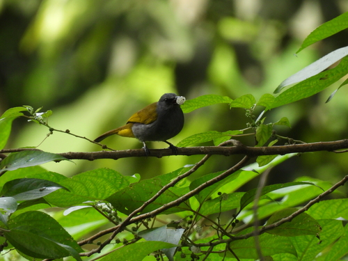 Grey-bellied Bulbul (Rubigula cyaniventris), photo 5