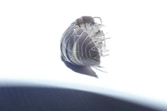 Armadillidium depressum