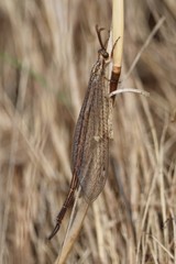 Macronemurus appendiculatus