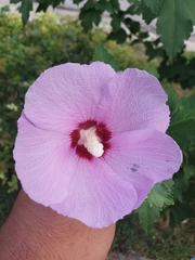 Hibiscus syriacus
