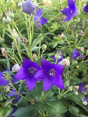 Platycodon grandiflorus