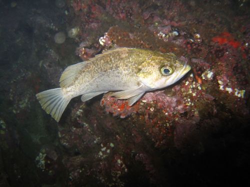 Kelp Rockfish