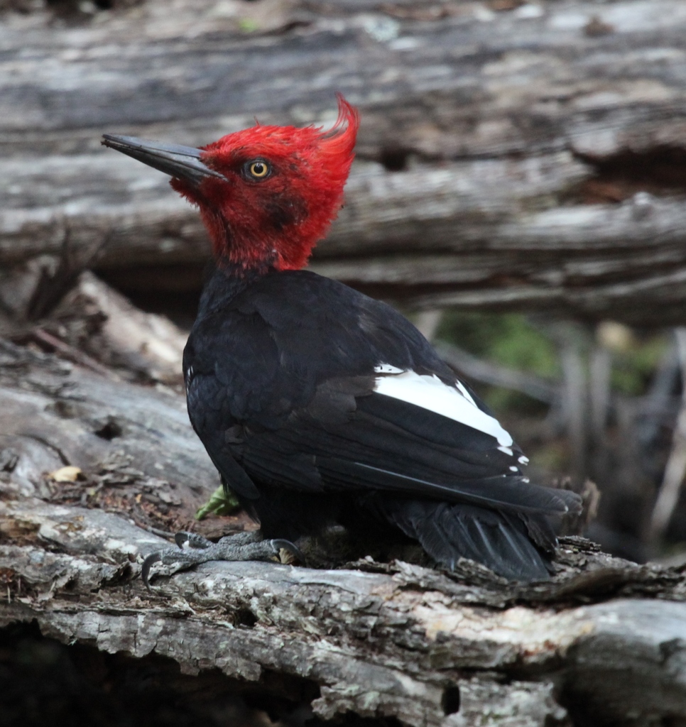 Magellanic Woodpecker photo