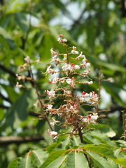 Aesculus indica