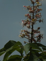 Aesculus indica