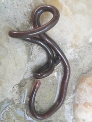 Liotyphlops