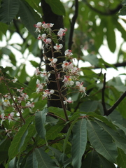 Aesculus indica