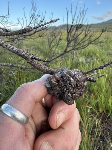 Allocasuarina fraseriana (Allocasuarina fraseriana)