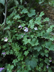 Cymbalaria muralis