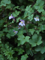Cymbalaria muralis