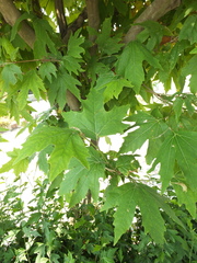 Platanus