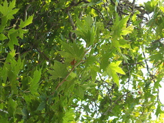 Platanus