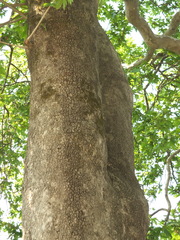 Platanus