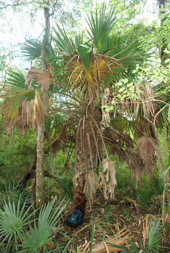 Brazoria Palm (Sabal ×)