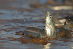 Leuresthes sardina