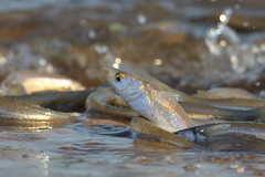 Leuresthes sardina
