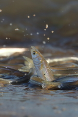 Leuresthes sardina