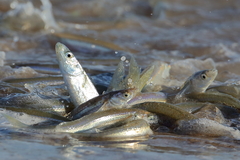 Leuresthes sardina