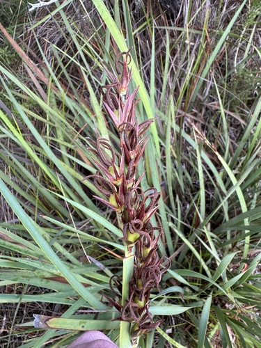 Anarthria scabra (Anarthria scabra)