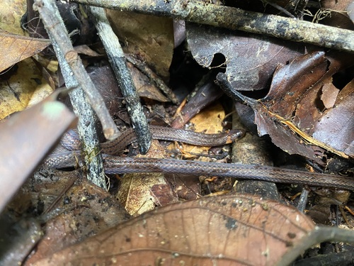 Langsdorff's Coralsnake