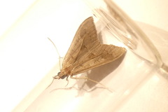 Mecyna asinalis