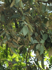 Quercus oblongata