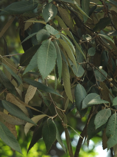 Image of Quercus leucotrichophora by (c) Siddarth Machado, some rights reserved (CC BY)