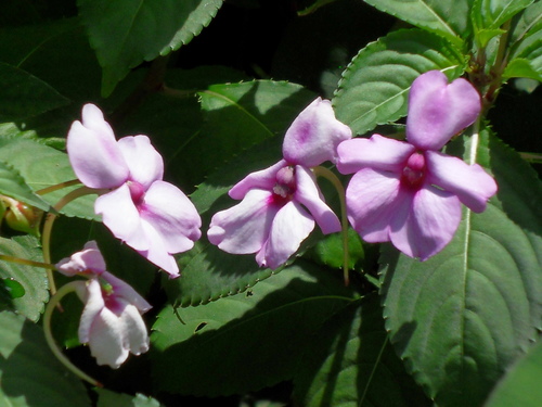 Impatiens flaccida