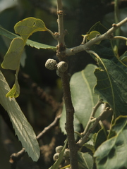 Quercus oblongata