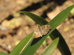 Xenophanes tryxus